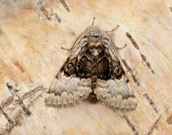 73.032 BF2425 Nut-tree Tussock Colocasia coryli