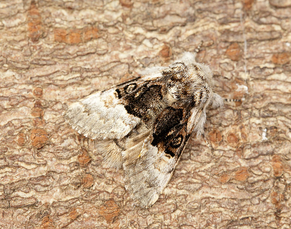 73.032 BF2425 Nut-tree Tussock Colocasia coryli