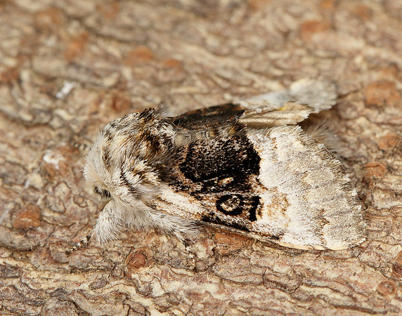 73.032 BF2425 Nut-tree Tussock Colocasia coryli