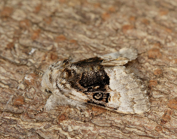 73.032 BF2425 Nut-tree Tussock Colocasia coryli