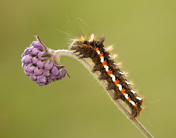 73.045 BF2289 Knot Grass Acronicta rumicis