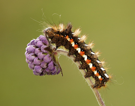 73.045 BF2289 Knot Grass Acronicta rumicis