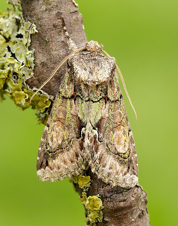 73.068 BF2245 Green-brindled Crescent Allophyes oxyacanthae