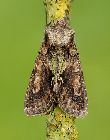 73.068 BF2245 Green-brindled Crescent Allophyes oxyacanthae