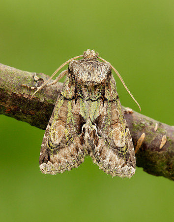 73.068 BF2245 Green-brindled Crescent Allophyes oxyacanthae