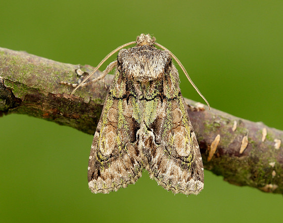 73.068 BF2245 Green-brindled Crescent Allophyes oxyacanthae