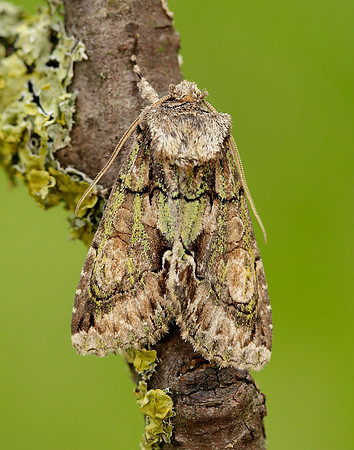 73.068 BF2245 Green-brindled Crescent Allophyes oxyacanthae