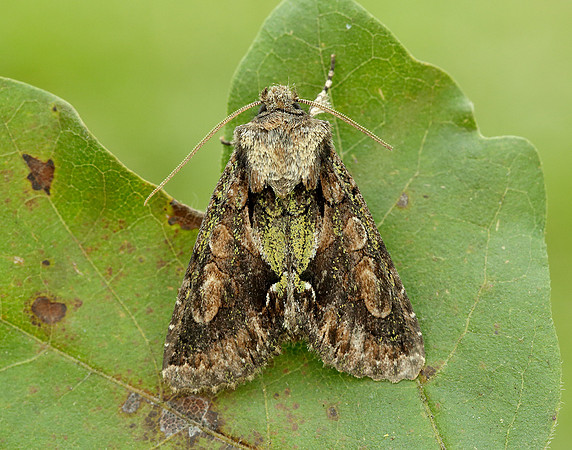 73.068 BF2245 Green-brindled Crescent Allophyes oxyacanthae