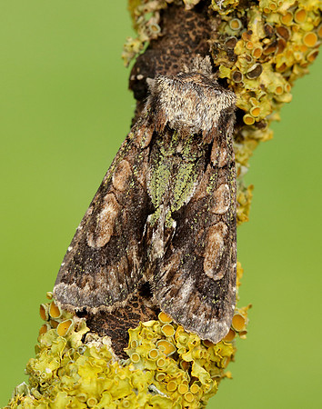 73.068 BF2245 Green-brindled Crescent Allophyes oxyacanthae