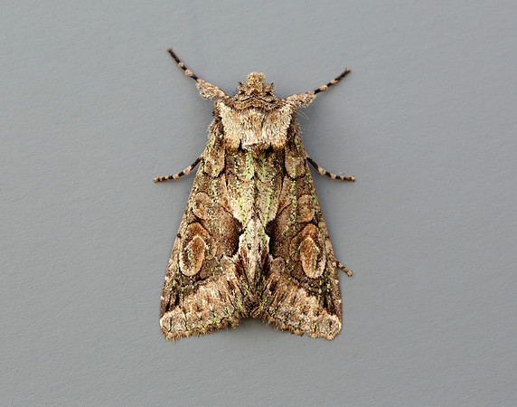 73.068 BF2245 Green-brindled Crescent Allophyes oxyacanthae