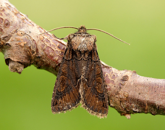 73.068 BF2245 Green-brindled Crescent Allophyes oxyacanthae