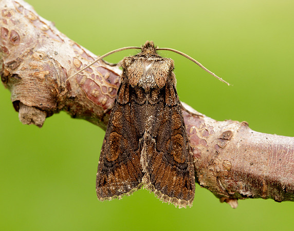 73.068 BF2245 Green-brindled Crescent Allophyes oxyacanthae