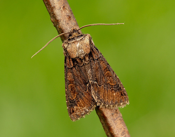 73.068 BF2245 Green-brindled Crescent Allophyes oxyacanthae