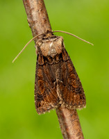 73.068 BF2245 Green-brindled Crescent Allophyes oxyacanthae