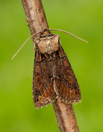 73.068 BF2245 Green-brindled Crescent Allophyes oxyacanthae