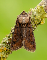 73.068 BF2245 Green-brindled Crescent Allophyes oxyacanthae