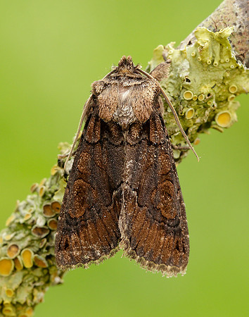 73.068 BF2245 Green-brindled Crescent Allophyes oxyacanthae