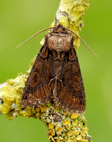 73.068 BF2245 Green-brindled Crescent Allophyes oxyacanthae