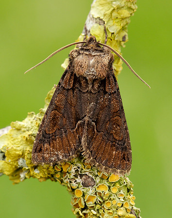 73.068 BF2245 Green-brindled Crescent Allophyes oxyacanthae