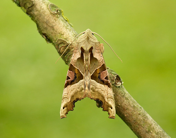 73.113 BF2306 Angle Shades Phlogophora meticulosa