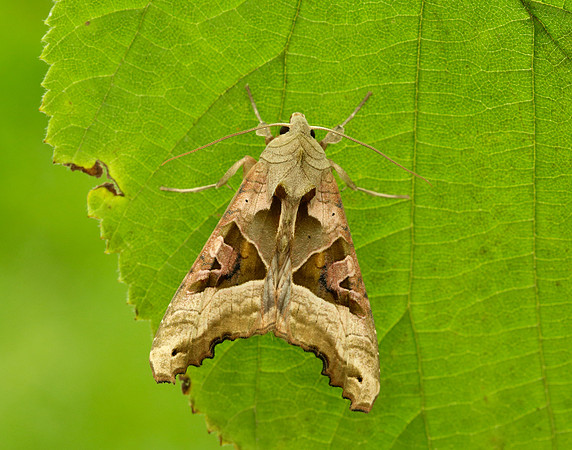 73.113 BF2306 Angle Shades Phlogophora meticulosa