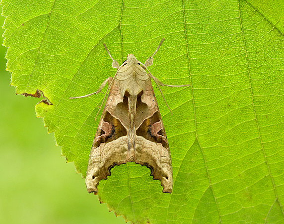 73.113 BF2306 Angle Shades Phlogophora meticulosa