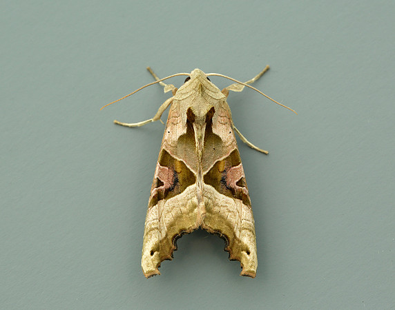 73.113 BF2306 Angle Shades Phlogophora meticulosa