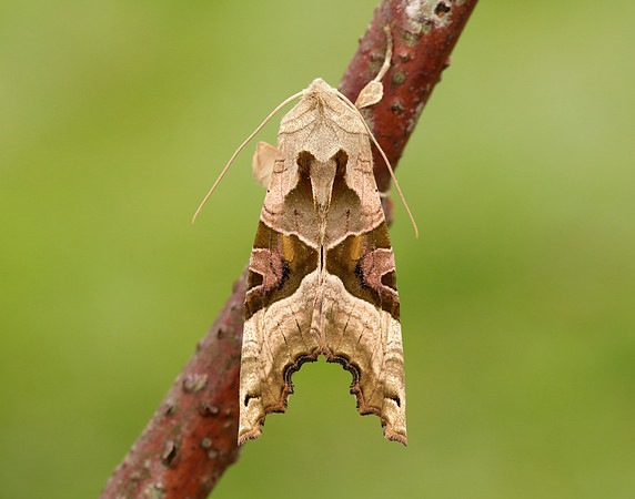 73.113 BF2306 Angle Shades Phlogophora meticulosa