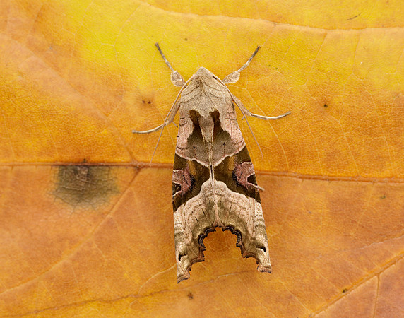 73.113 BF2306 Angle Shades Phlogophora meticulosa