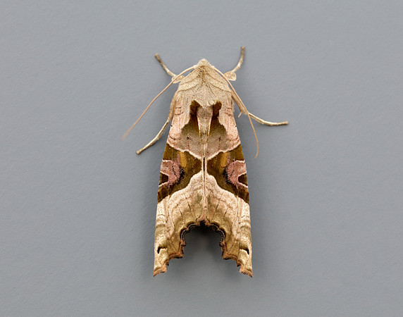 73.113 BF2306 Angle Shades Phlogophora meticulosa