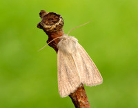 73.144 BF2350 Small Wainscot Denticucullus pygmina