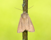 73.144 BF2350 Small Wainscot Denticucullus pygmina