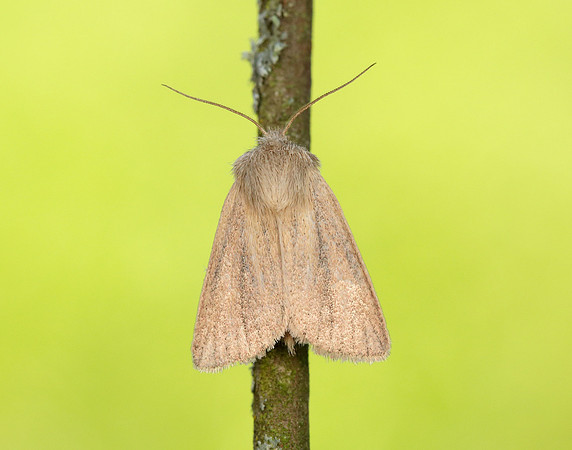 73.144 BF2350 Small Wainscot Denticucullus pygmina