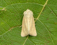 73.144 BF2350 Small Wainscot Denticucullus pygmina