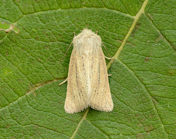 73.144 BF2350 Small Wainscot Denticucullus pygmina