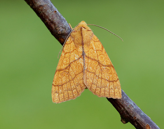 73.179 BF2271 Orange Sallow Tiliacea citrago
