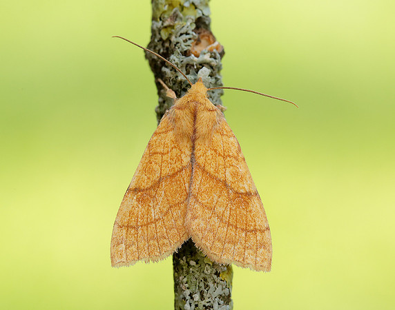 73.179 BF2271 Orange Sallow Tiliacea citrago