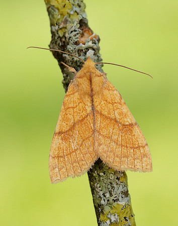 73.179 BF2271 Orange Sallow Tiliacea citrago
