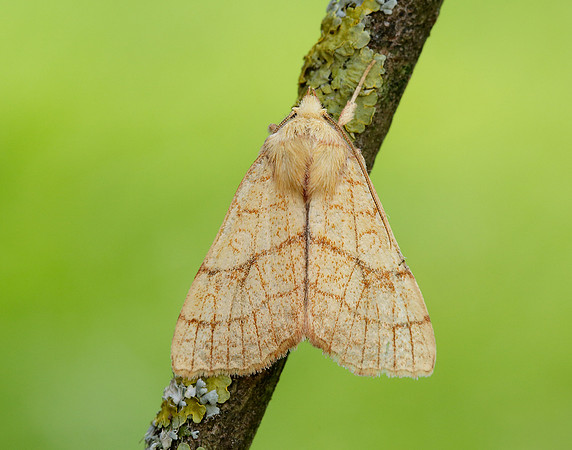 73.179 BF2271 Orange Sallow Tiliacea citrago