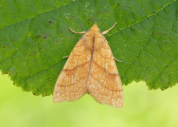 73.179 BF2271 Orange Sallow Tiliacea citrago