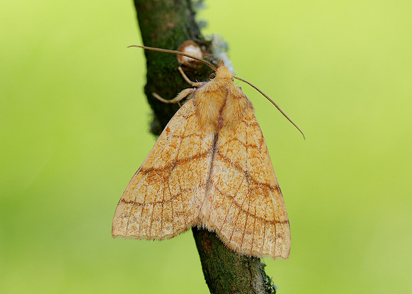 73.179 BF2271 Orange Sallow Tiliacea citrago
