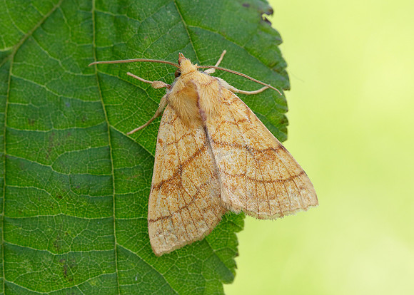 73.179 BF2271 Orange Sallow Tiliacea citrago