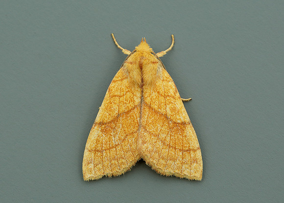 73.179 BF2271 Orange Sallow Tiliacea citrago