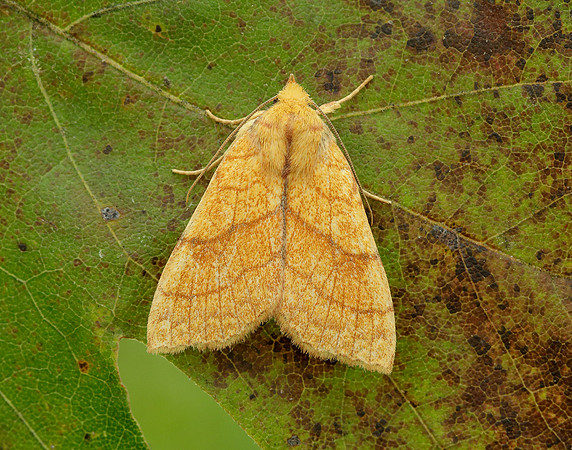 73.179 BF2271 Orange Sallow Tiliacea citrago