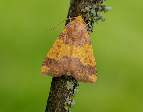 73.180 BF2272 Barred Sallow Tiliacea aurago
