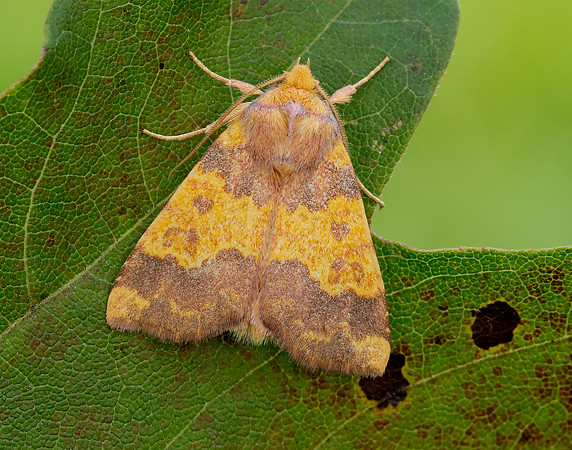 73.180 BF2272 Barred Sallow Tiliacea aurago