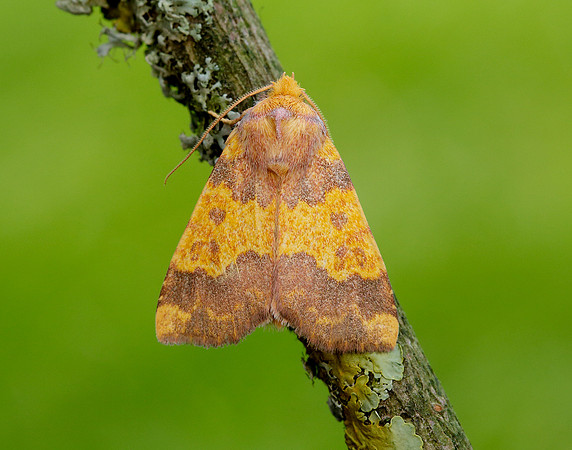 73.180 BF2272 Barred Sallow Tiliacea aurago