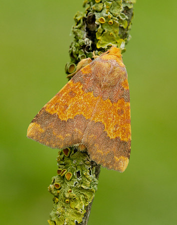 73.180 BF2272 Barred Sallow Tiliacea aurago