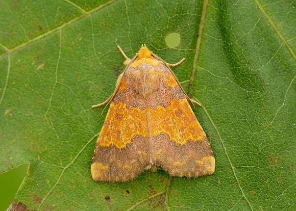 73.180 BF2272 Barred Sallow Tiliacea aurago