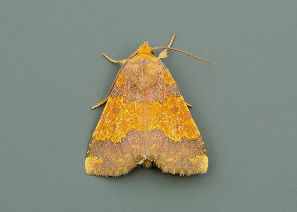 73.180 BF2272 Barred Sallow Tiliacea aurago